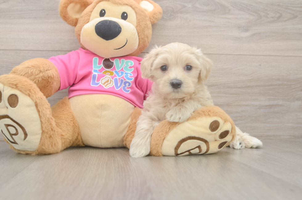 5 week old Maltipoo Puppy For Sale - Simply Southern Pups