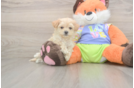 Petite Maltipoo Poodle Mix Pup