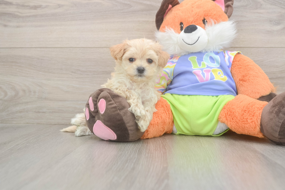 Petite Maltipoo Poodle Mix Pup