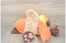 Maltipoo Puppy for Adoption