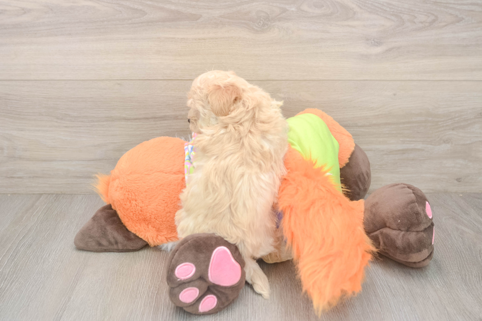 Maltipoo Puppy for Adoption