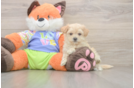 Fluffy Maltipoo Poodle Mix Pup