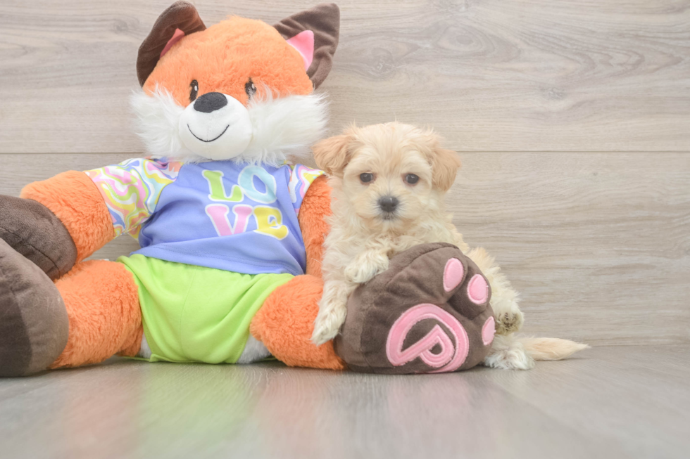 Fluffy Maltipoo Poodle Mix Pup