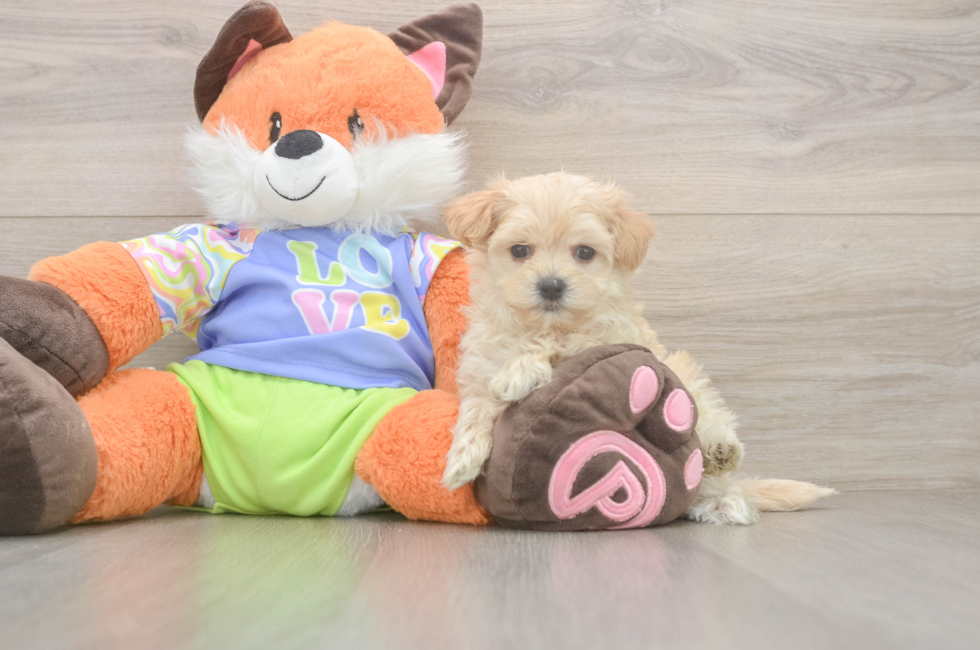 5 week old Maltipoo Puppy For Sale - Simply Southern Pups