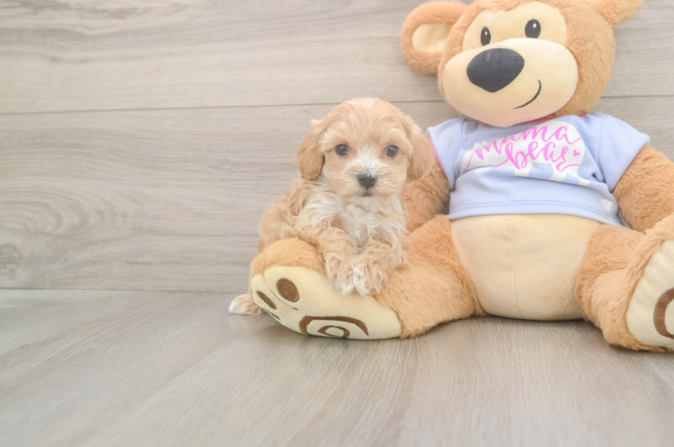 5 week old Maltipoo Puppy For Sale - Simply Southern Pups
