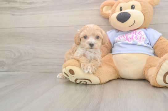 Best Maltipoo Baby