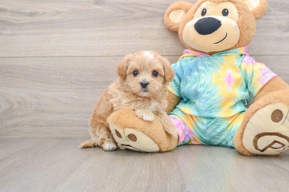 Playful Moodle Poodle Mix Puppy