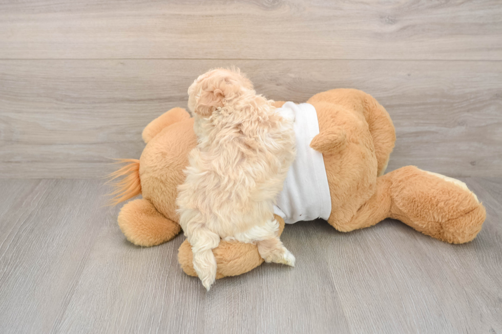 Maltipoo Pup Being Cute