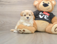 7 week old Maltipoo Puppy For Sale - Simply Southern Pups