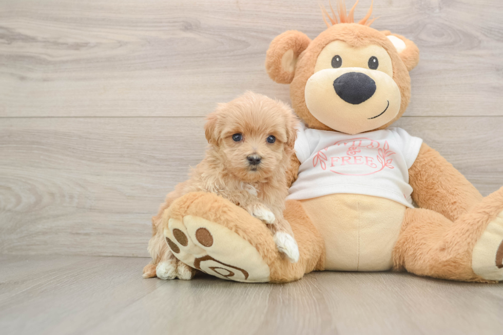 Popular Maltipoo Poodle Mix Pup