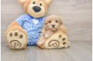Happy Maltipoo Baby