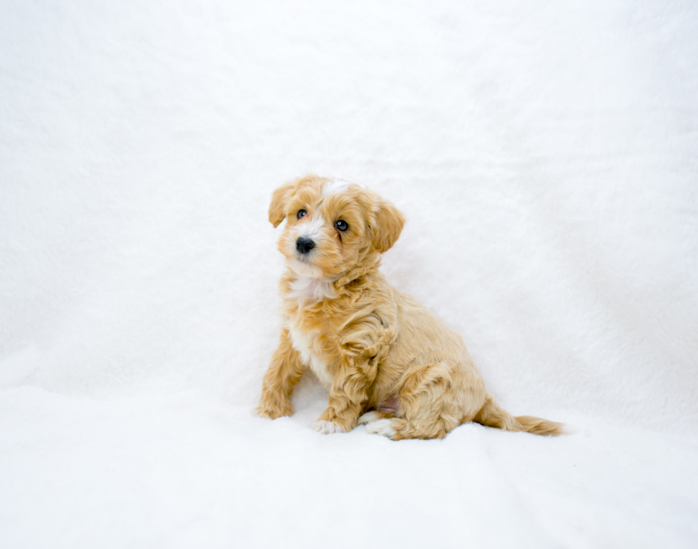 Cute Maltipoo Baby