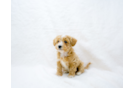 Cute Maltipoo Poodle Mix Pup