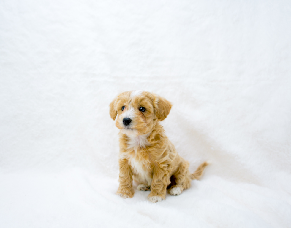 Cute Maltipoo Poodle Mix Pup