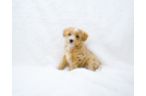 Cute Maltipoo Baby