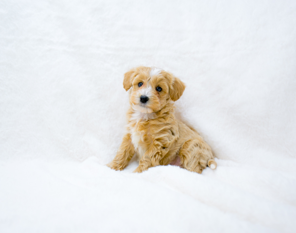 Cute Maltipoo Baby