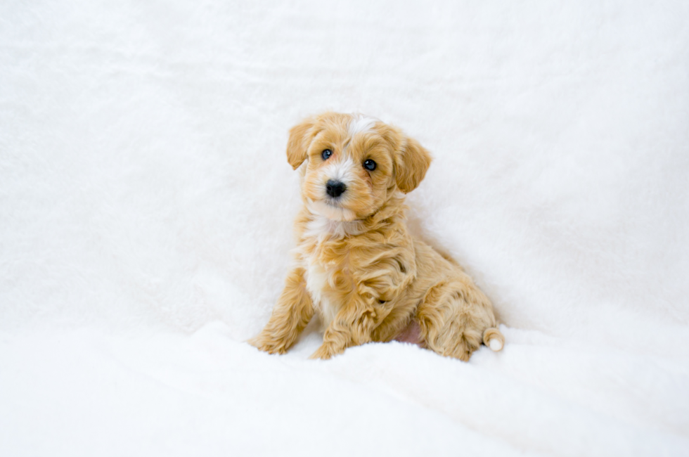 7 week old Maltipoo Puppy For Sale - Simply Southern Pups