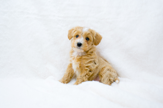 Cute Maltipoo Baby