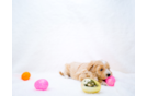 Maltipoo Pup Being Cute