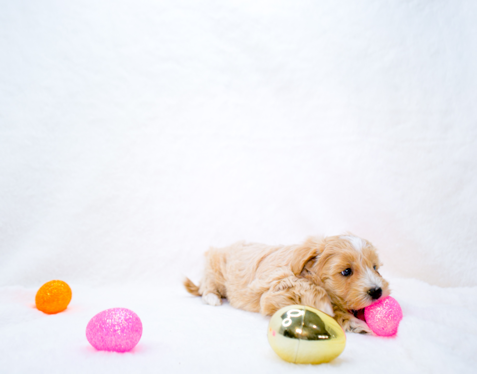 Maltipoo Pup Being Cute