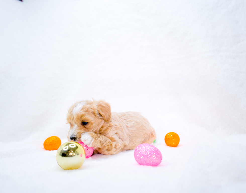 Maltipoo Pup Being Cute