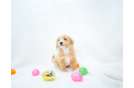 Cute Maltipoo Poodle Mix Pup