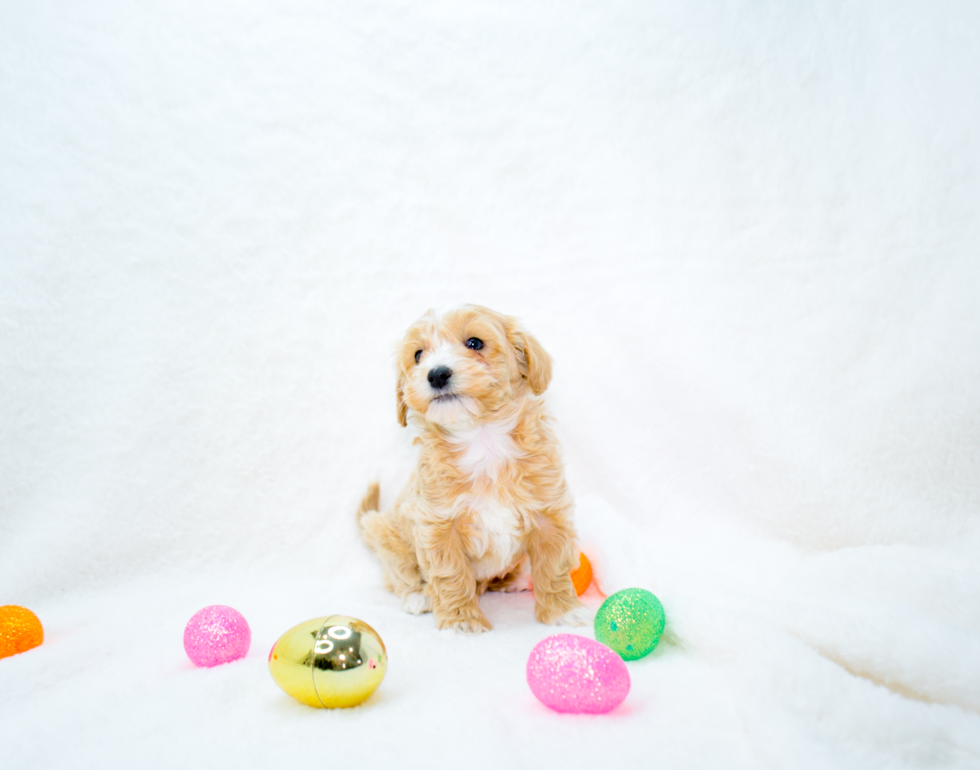 Cute Maltipoo Poodle Mix Pup