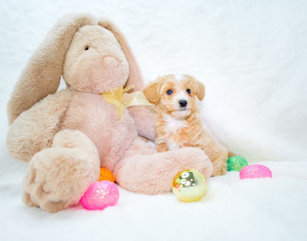 Maltipoo Pup Being Cute