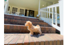 Maltipoo Pup Being Cute