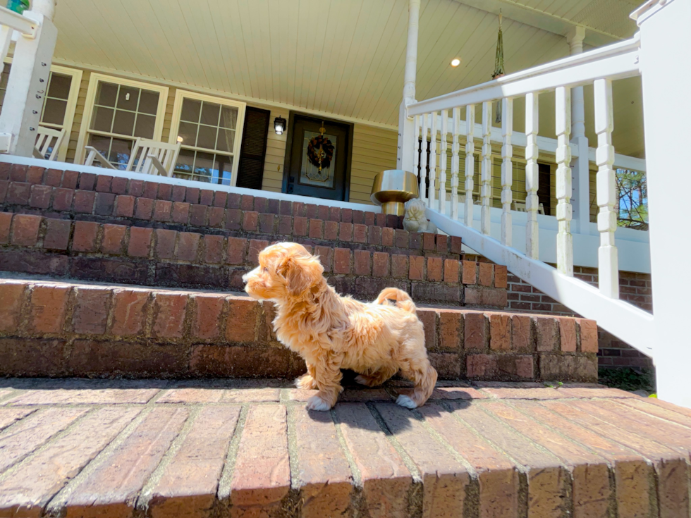 Maltipoo Pup Being Cute