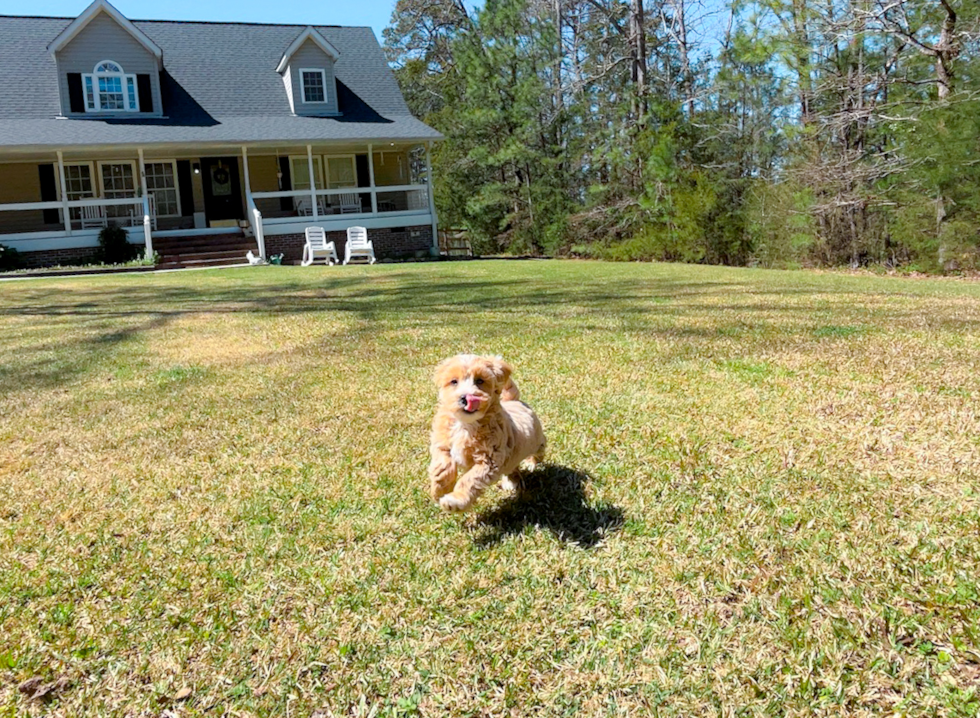 Maltipoo Puppy for Adoption