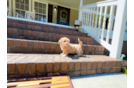 Maltipoo Pup Being Cute