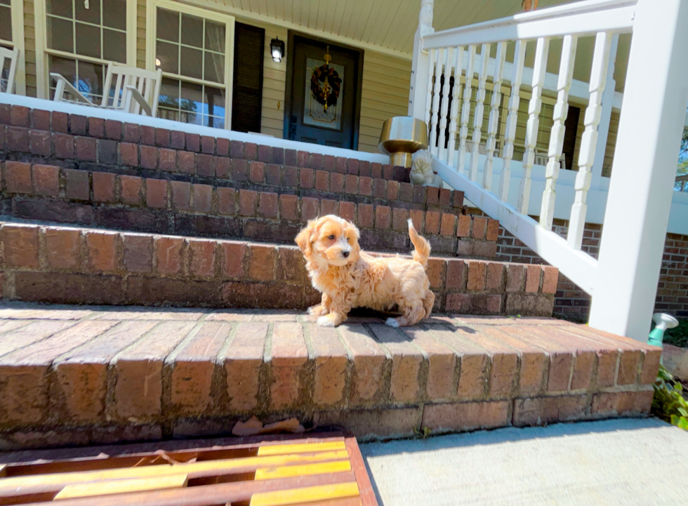 Maltipoo Pup Being Cute