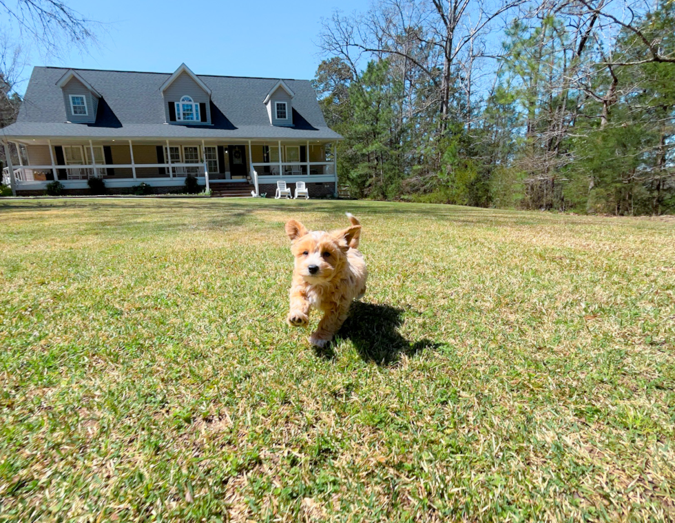 Maltipoo Pup Being Cute