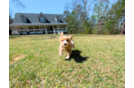 Best Maltipoo Baby