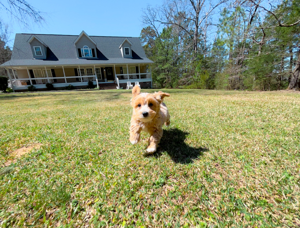 Best Maltipoo Baby