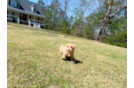 Cute Malt a Poo Poodle Mix Puppy