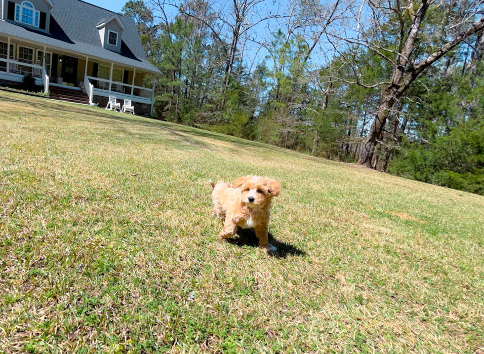 Cute Malt a Poo Poodle Mix Puppy