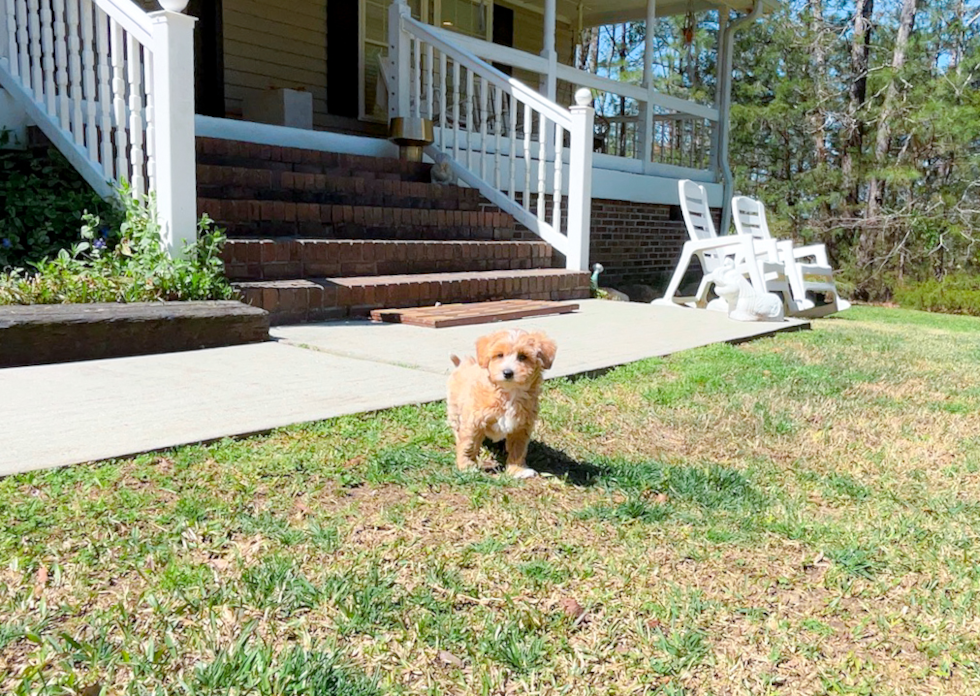 Cute Malt a Poo Poodle Mix Puppy