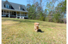 Cute Malt a Poo Poodle Mix Puppy