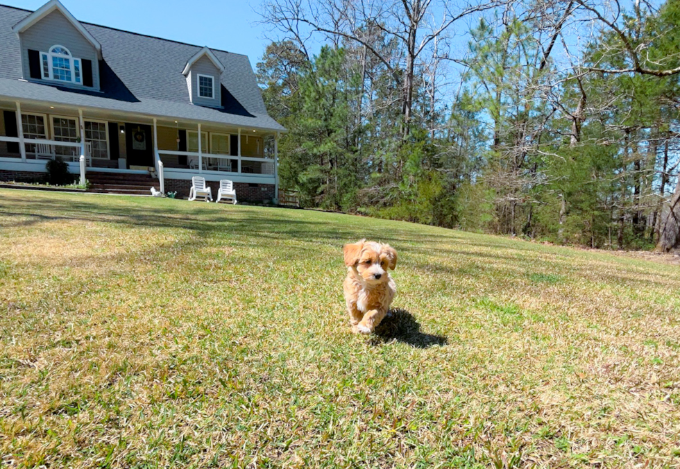 Cute Malt a Poo Poodle Mix Puppy