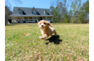 Cute Maltipoo Poodle Mix Pup