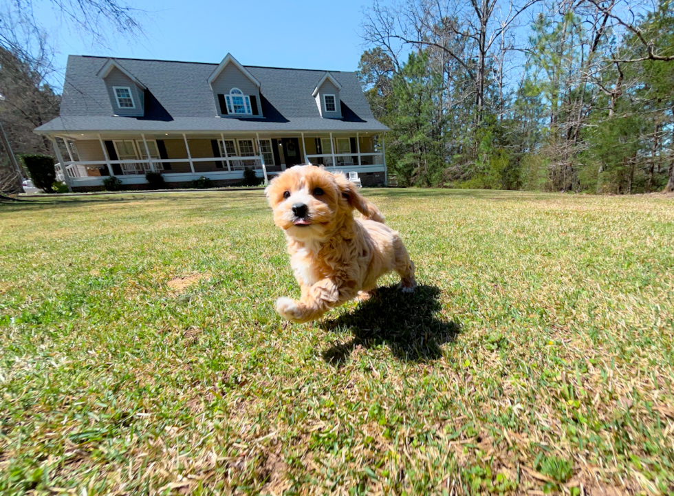 Cute Maltipoo Poodle Mix Pup