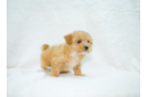 Cute Malt a Poo Poodle Mix Puppy