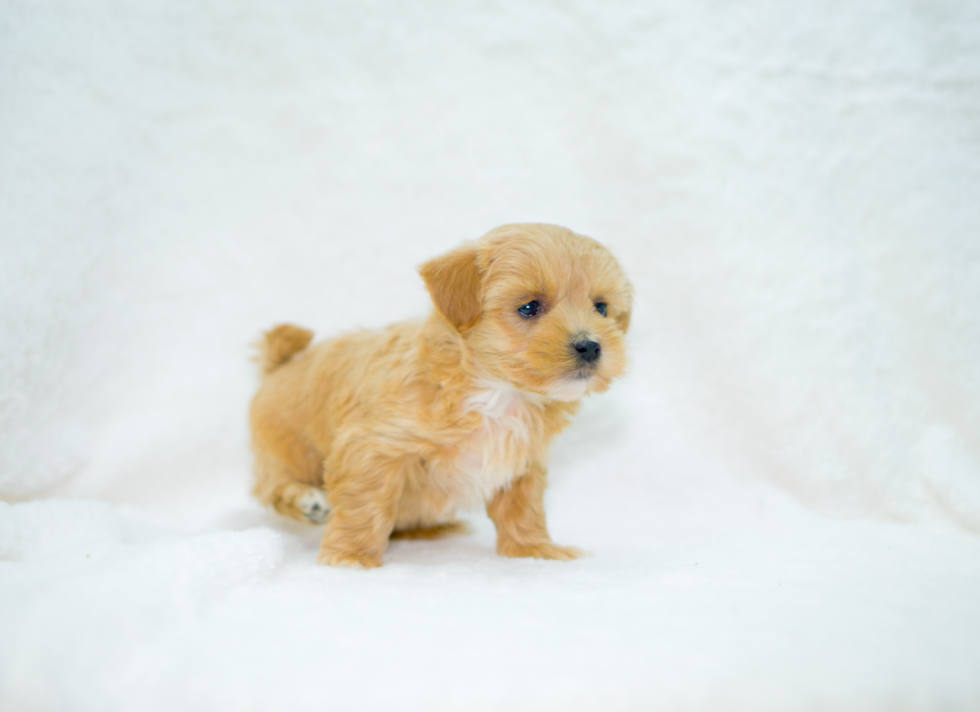 Cute Malt a Poo Poodle Mix Puppy