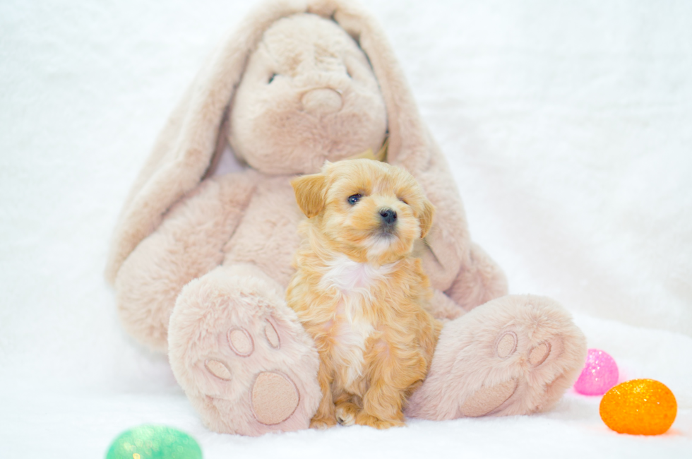 7 week old Maltipoo Puppy For Sale - Simply Southern Pups