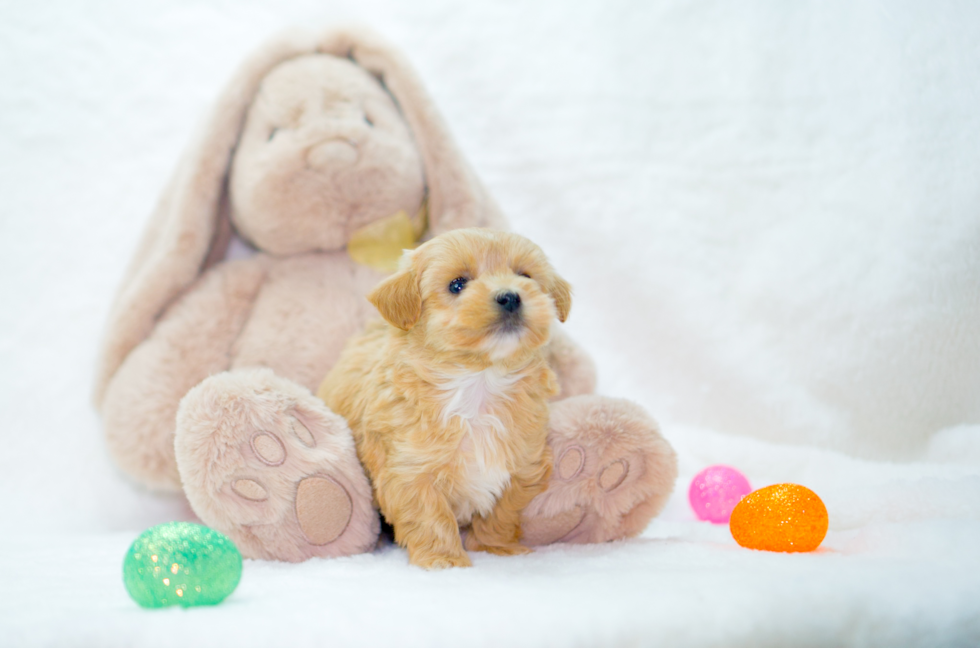 Best Maltipoo Baby