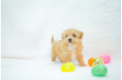 Maltipoo Pup Being Cute