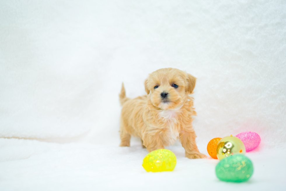 Maltipoo Pup Being Cute