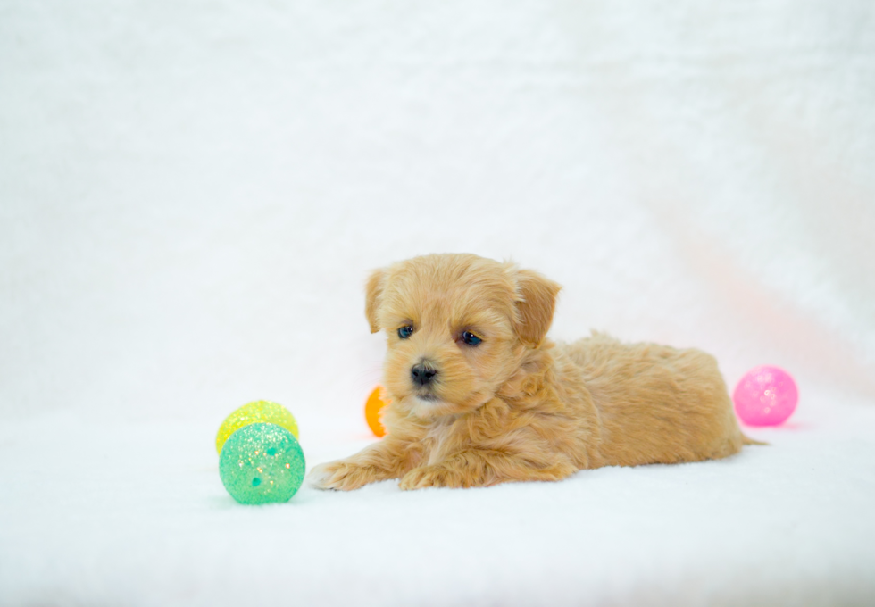 Best Maltipoo Baby